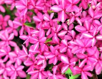 Two tone pink and white flowers